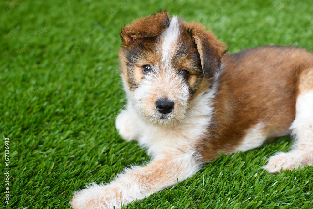 Plant-Based Pet Odor & Stain Remover?? Pup-Pup Hooray!!