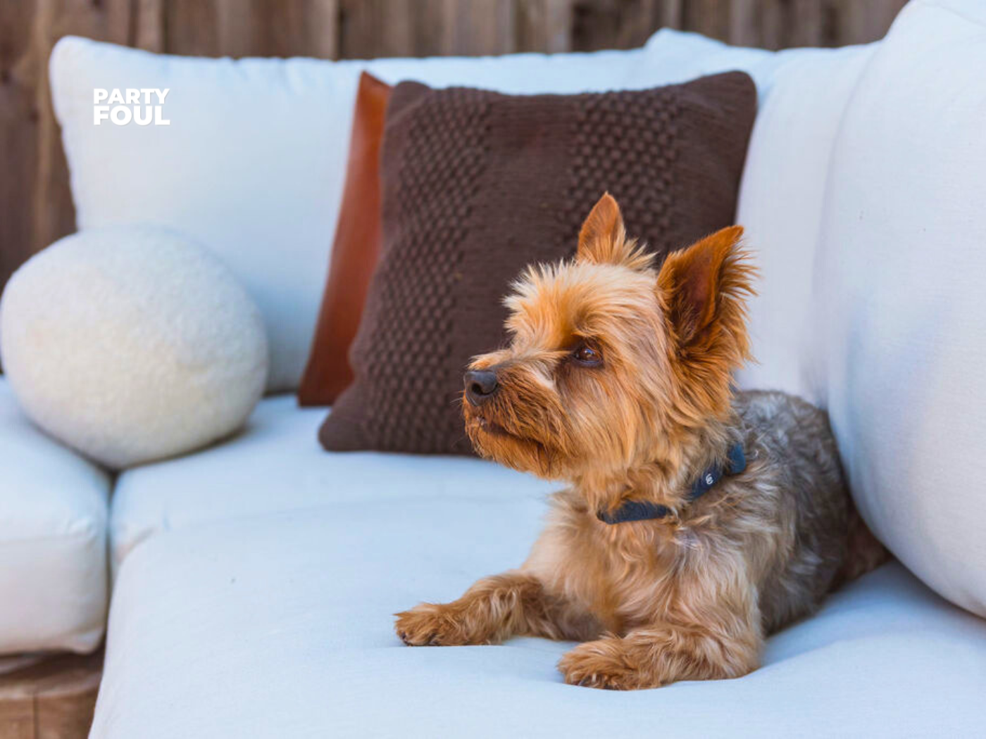 Out D*mn Spot! Conquering Pet Messes Left Behind on Your Outdoor Furniture.